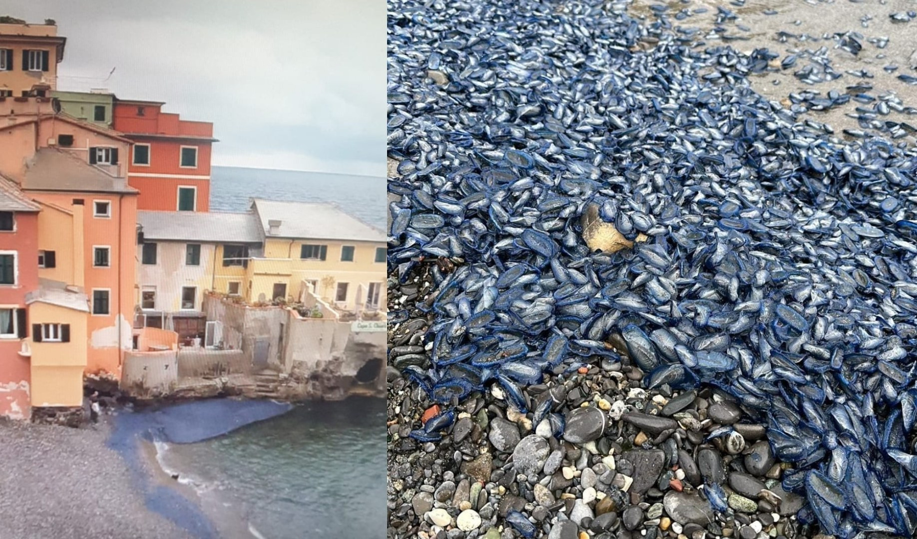 Genova, spiagge invase dalle velelle: decine di chiamate alla Capitaneria