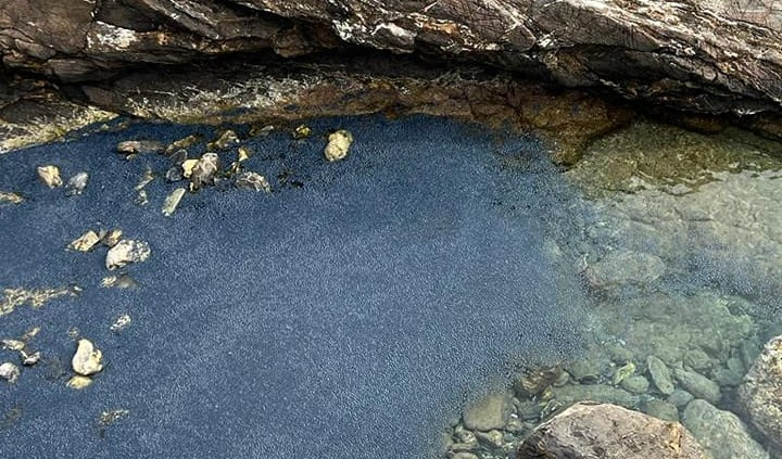 Genova e la costa invase da piccole meduse, sono le 