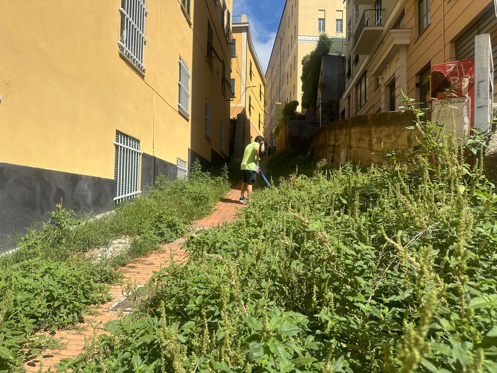 Tante erbacce in una salita