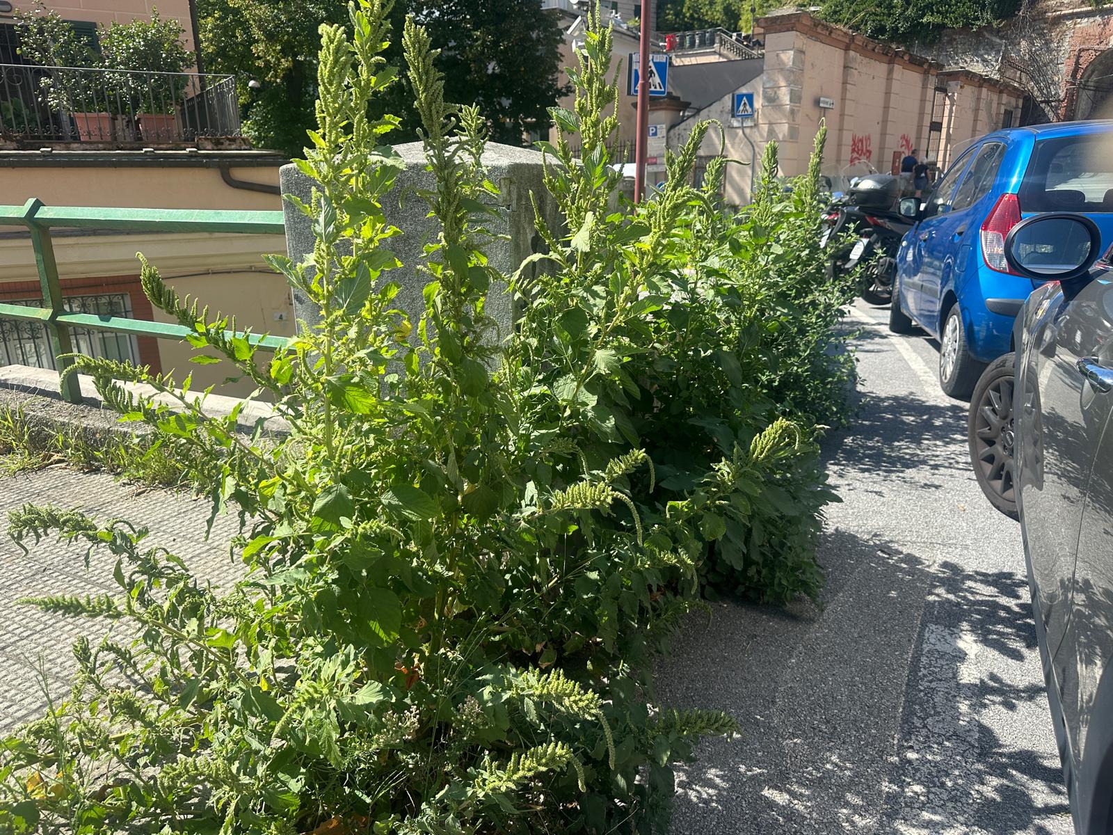 Il marciapiede invaso dalle erbacce in via Carcassi Piante verdi su un marciapiede