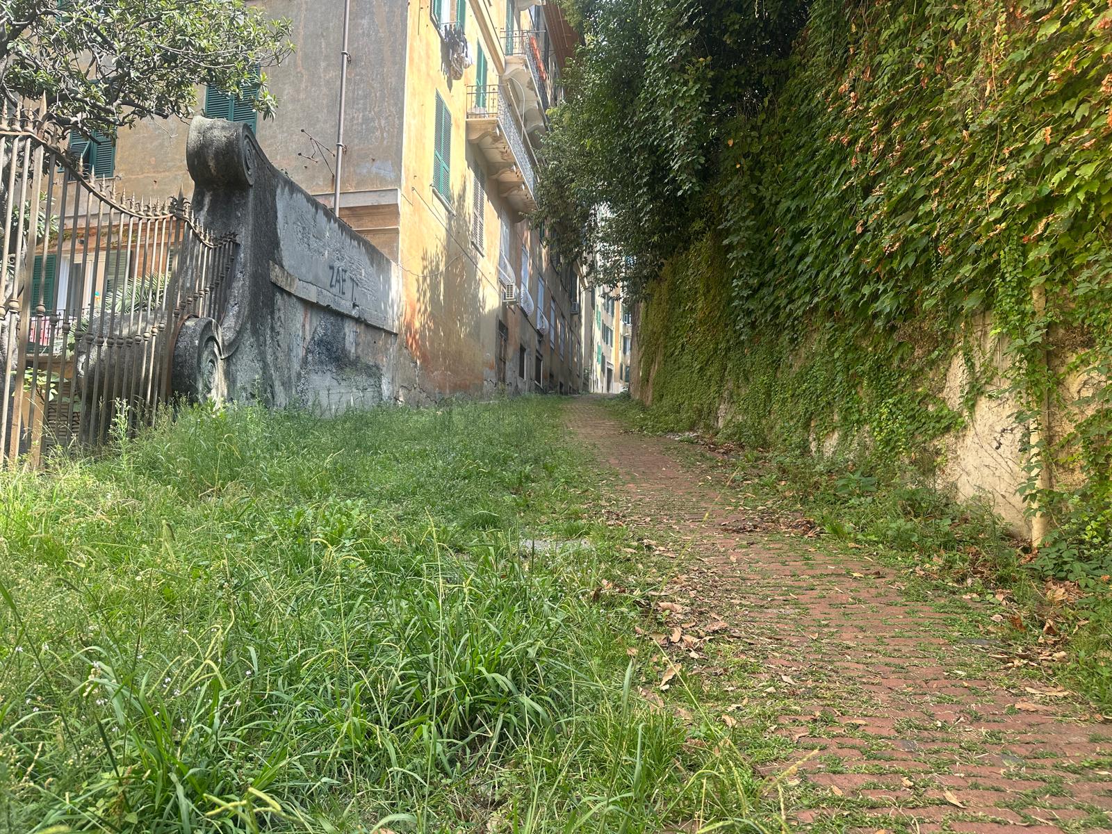 Via San Bartolomeo degli Armeni a Genova Erbacce in una strada