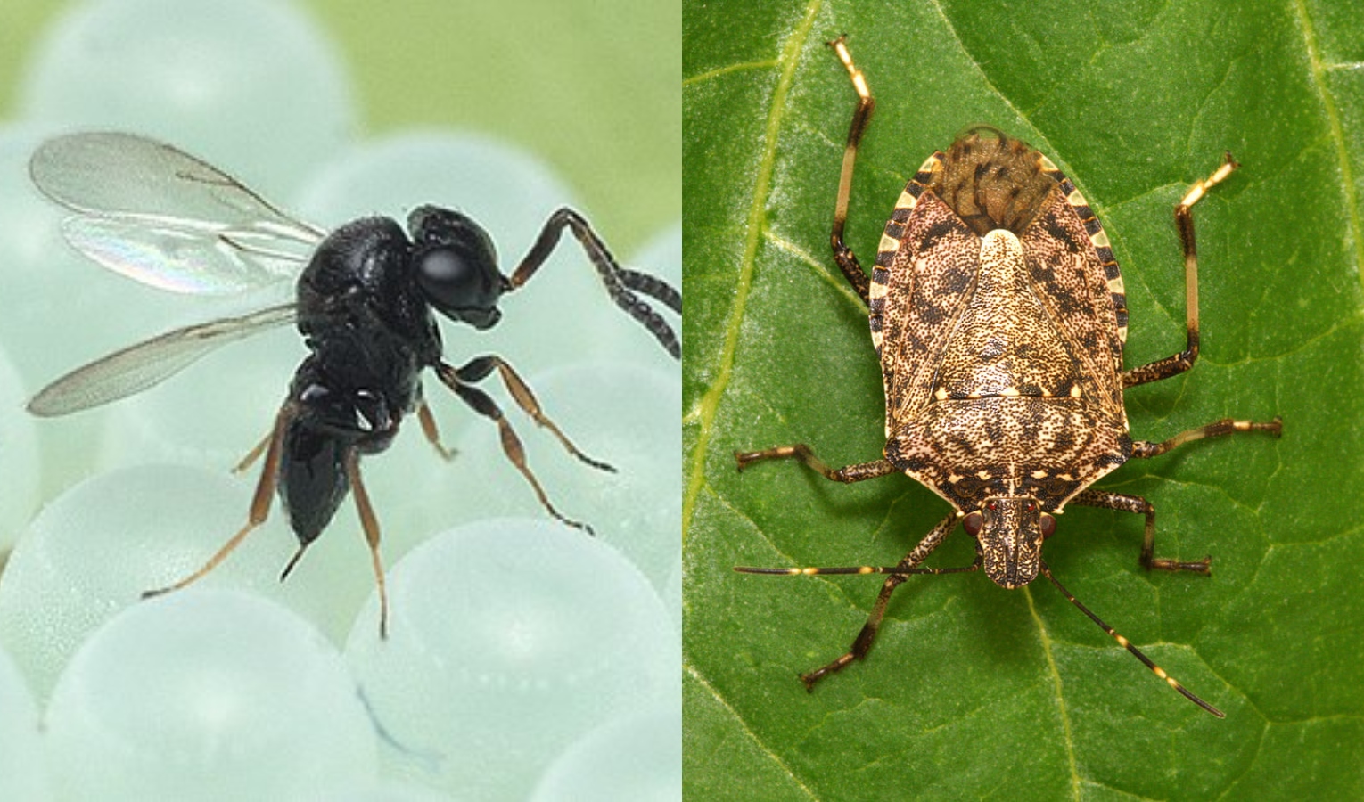 Liguria, dal 7 luglio rilascio di tremila vespe samurai per contrastare la cimice asiatica