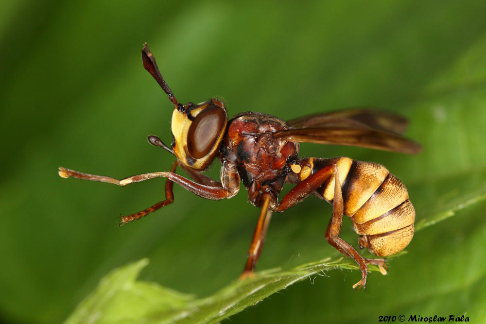 La Vespa velutina