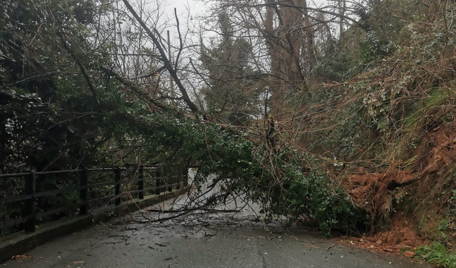 Albero cade sulle alture di Sestri Ponente: chiusa via Sant'Alberto 