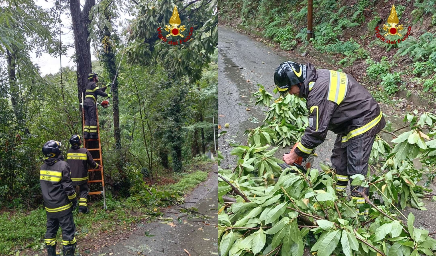 Maltempo in Liguria, diversi alberi caduti a Genova: chiusa e riaperta via Negrotto Cambiaso