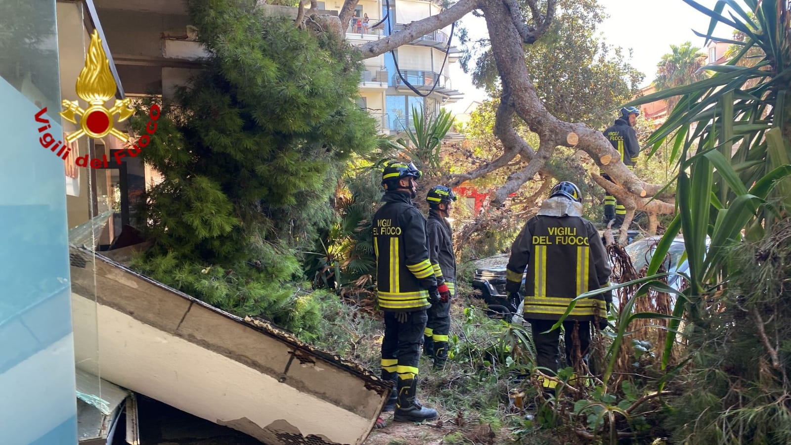 Imperia, albero cade su auto parcheggiate: donna si butta a terra per schivarlo, ferita