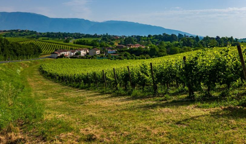 Vini liguri, Confagricoltura: 