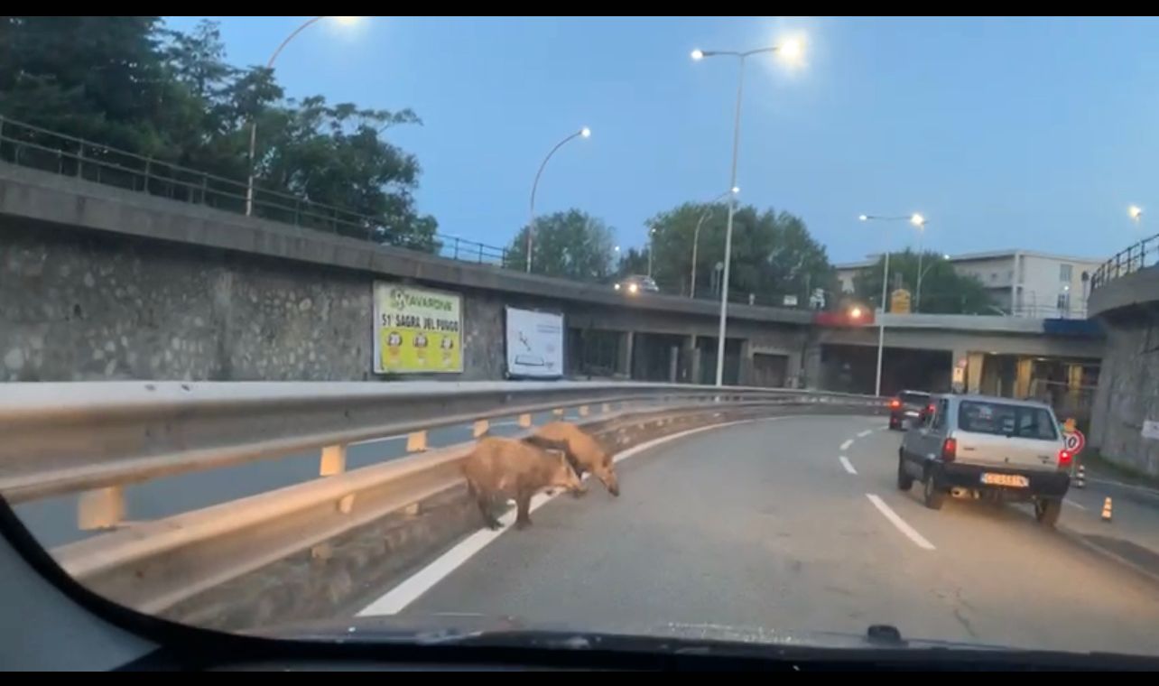 Genova, risveglio con i cinghiali in corso Europa