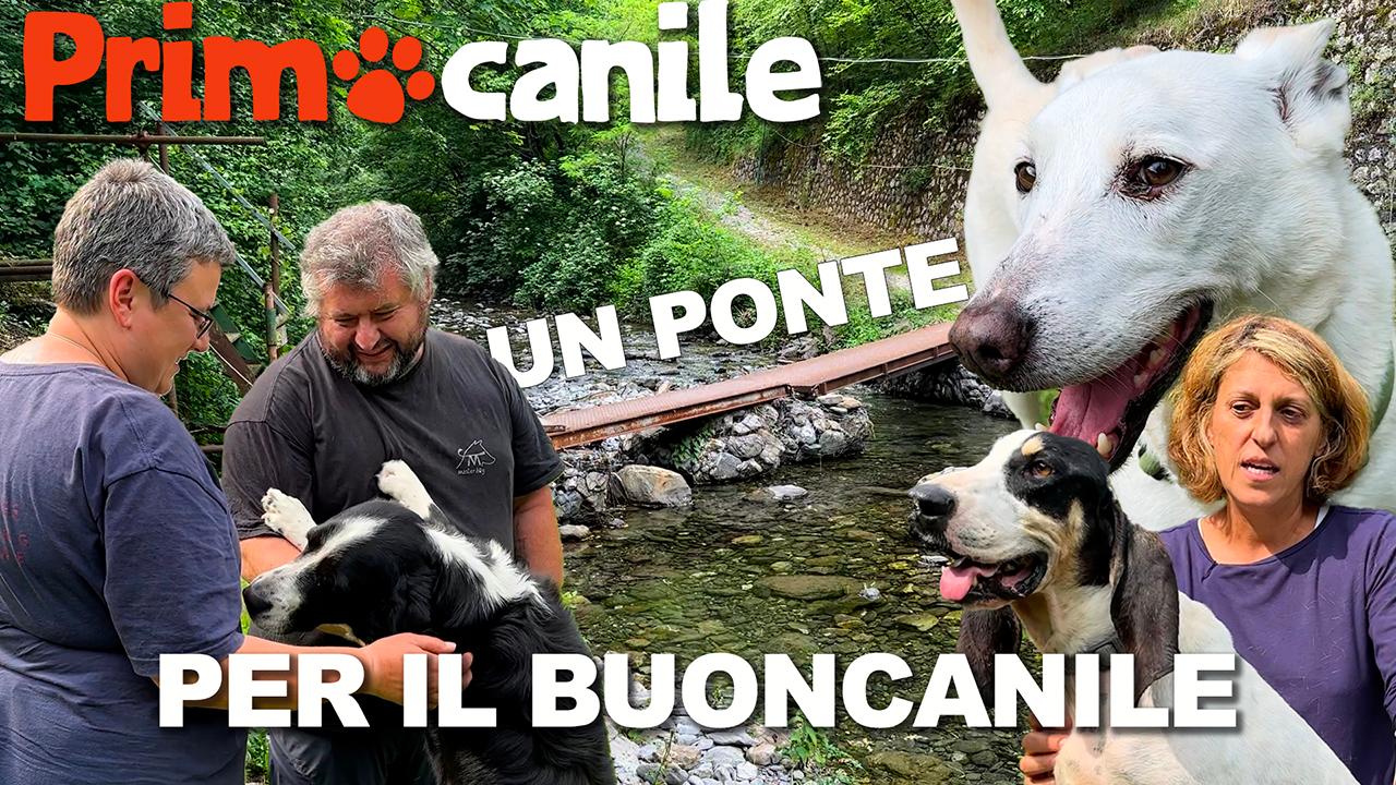 Primocanile - Un nuovo ponte per il Buoncanile: aiutateci ad aiutare