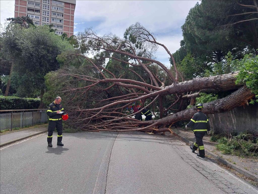 Il pino precipitato su via Carrara