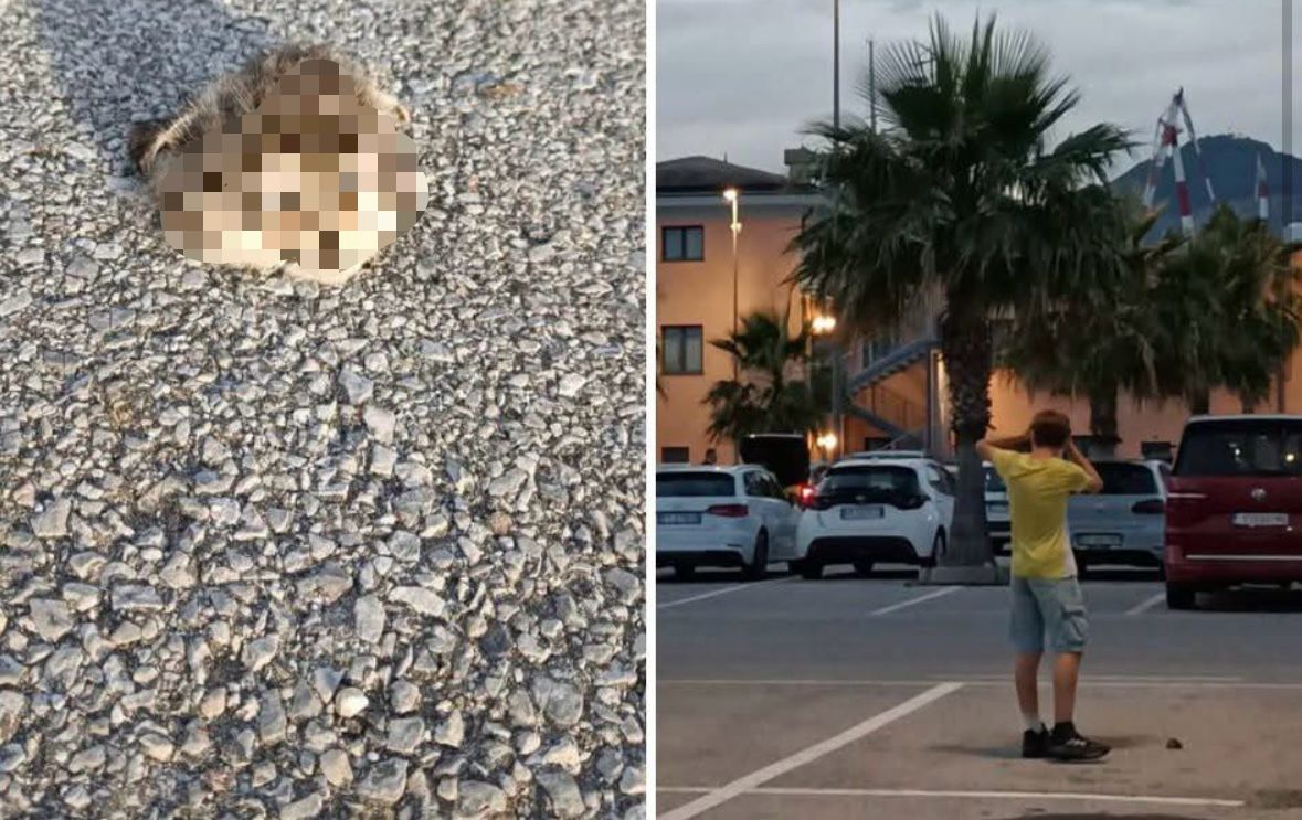 Gattino decapitato alla Marina, la sua testa trovata nel parcheggio