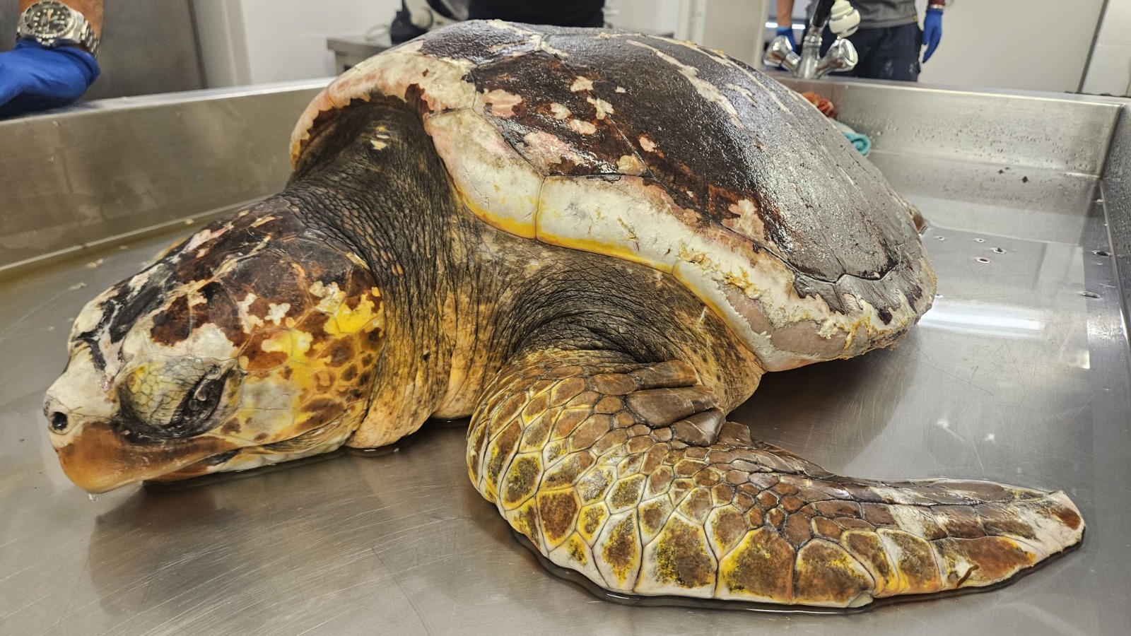 Non ce l'ha fatta la tartaruga Caretta caretta salvata a Monterosso