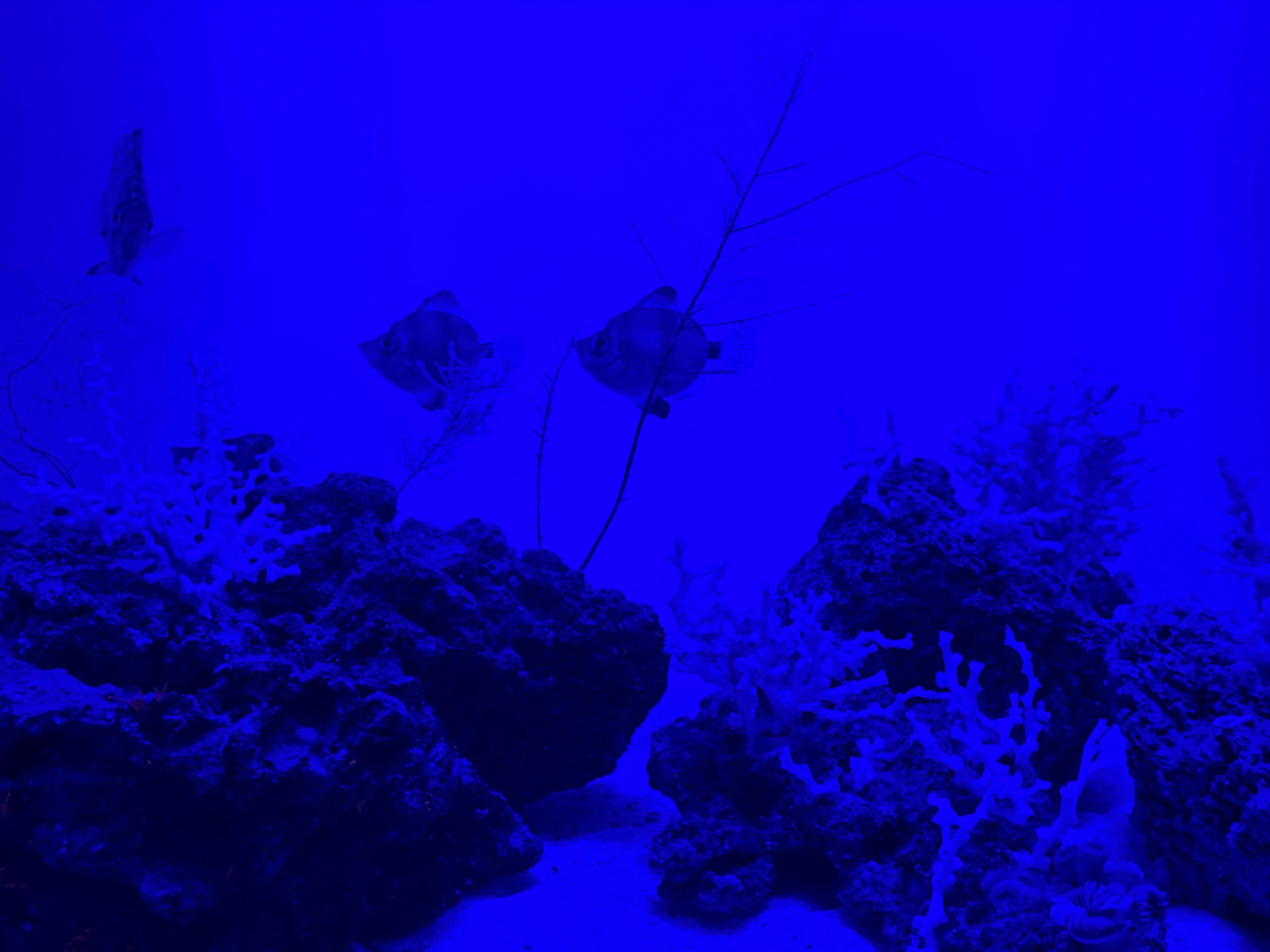 All'acquario di Genova una nuova vasca per esplorare e salvare gli abissi del Mediterraneo