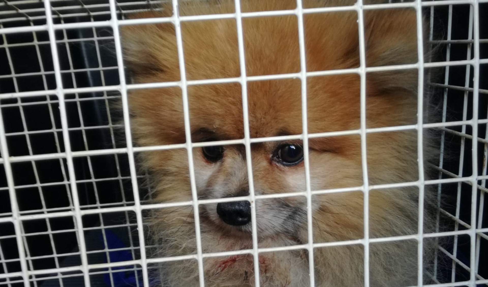 Genova, ritrovato cane ferito in autostrada: restituito ai proprietari