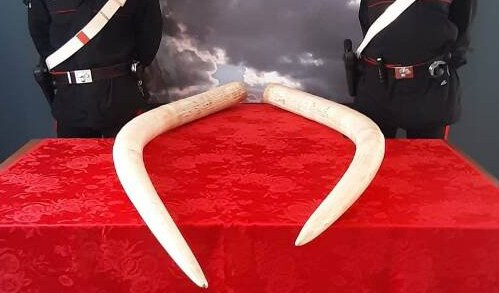 Zanne d'elefante sequestrate dai carabinieri nella teca del museo