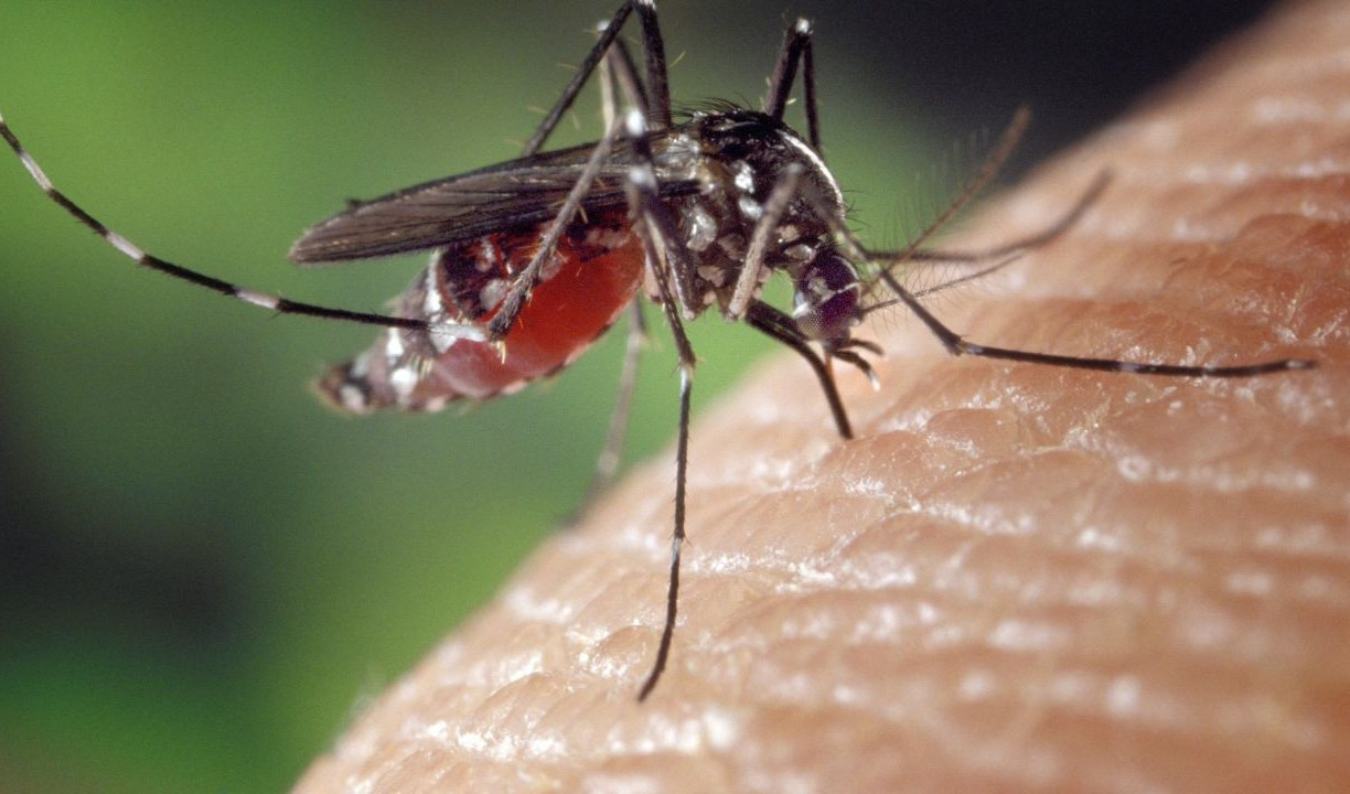 Liguria, diagnosticati due casi di dengue