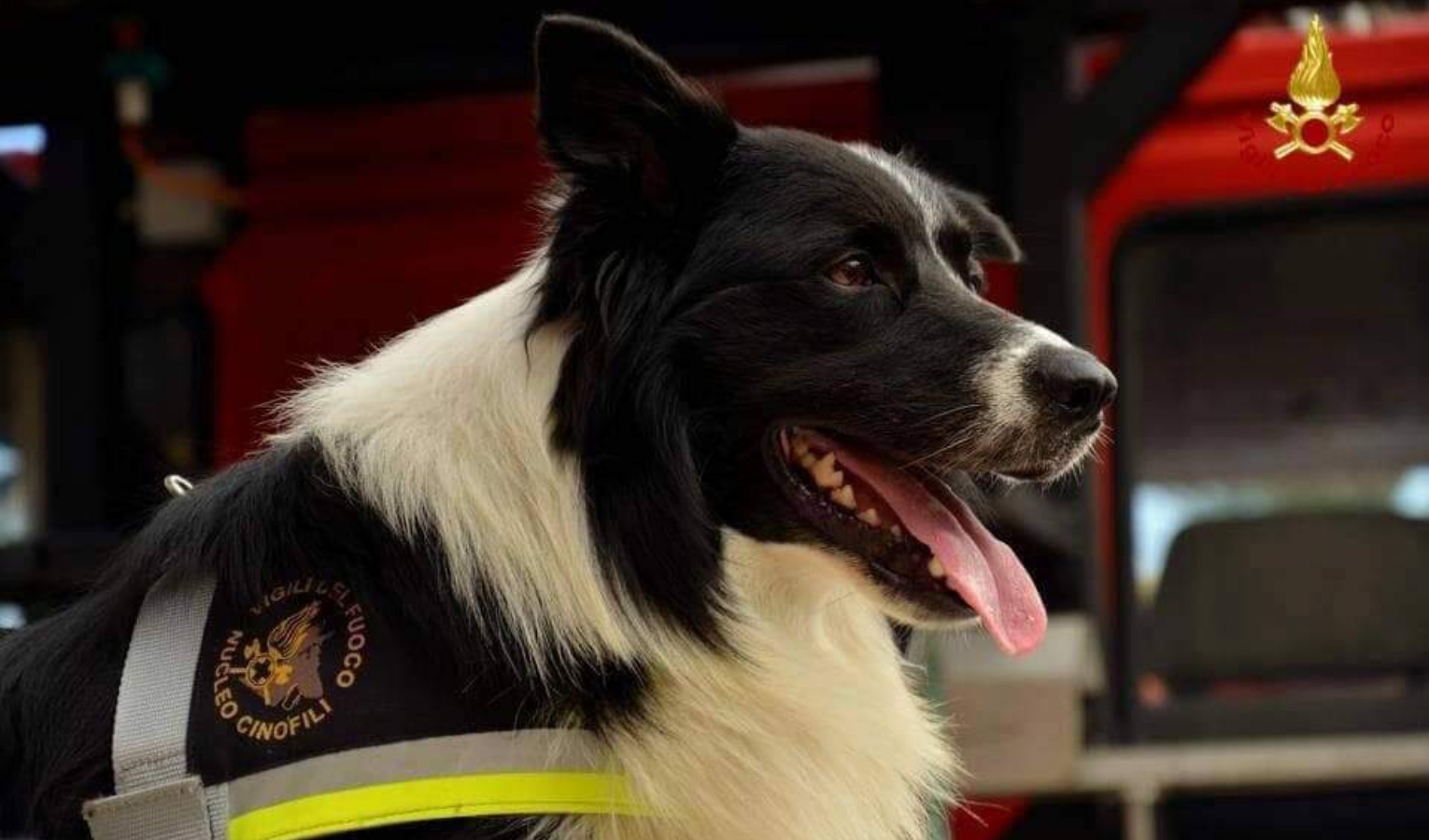 La Liguria dice addio a Zimmer: il cane eroe delle grandi emergenze