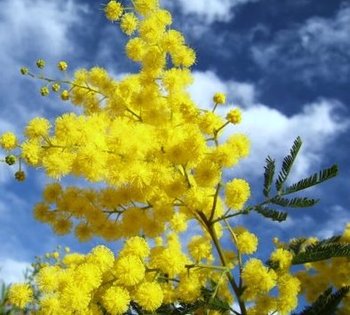 Arrestato mentre rubava un quintale di mimosa per la Festa della Donna