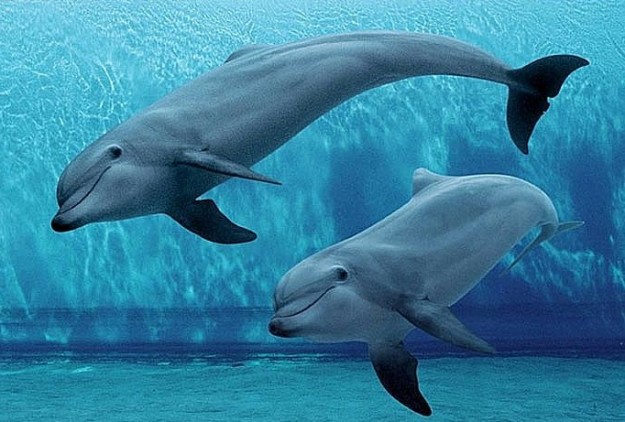 Genova è in festa per presentazione  padiglione dei cetacei