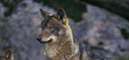 Sabato 'serata da lupi' al Castello della Pietra di Torriglia