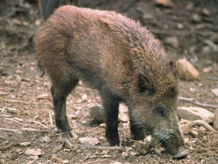 Caccia, 10.500 cinghiali abbattibili nella provincia di Genova