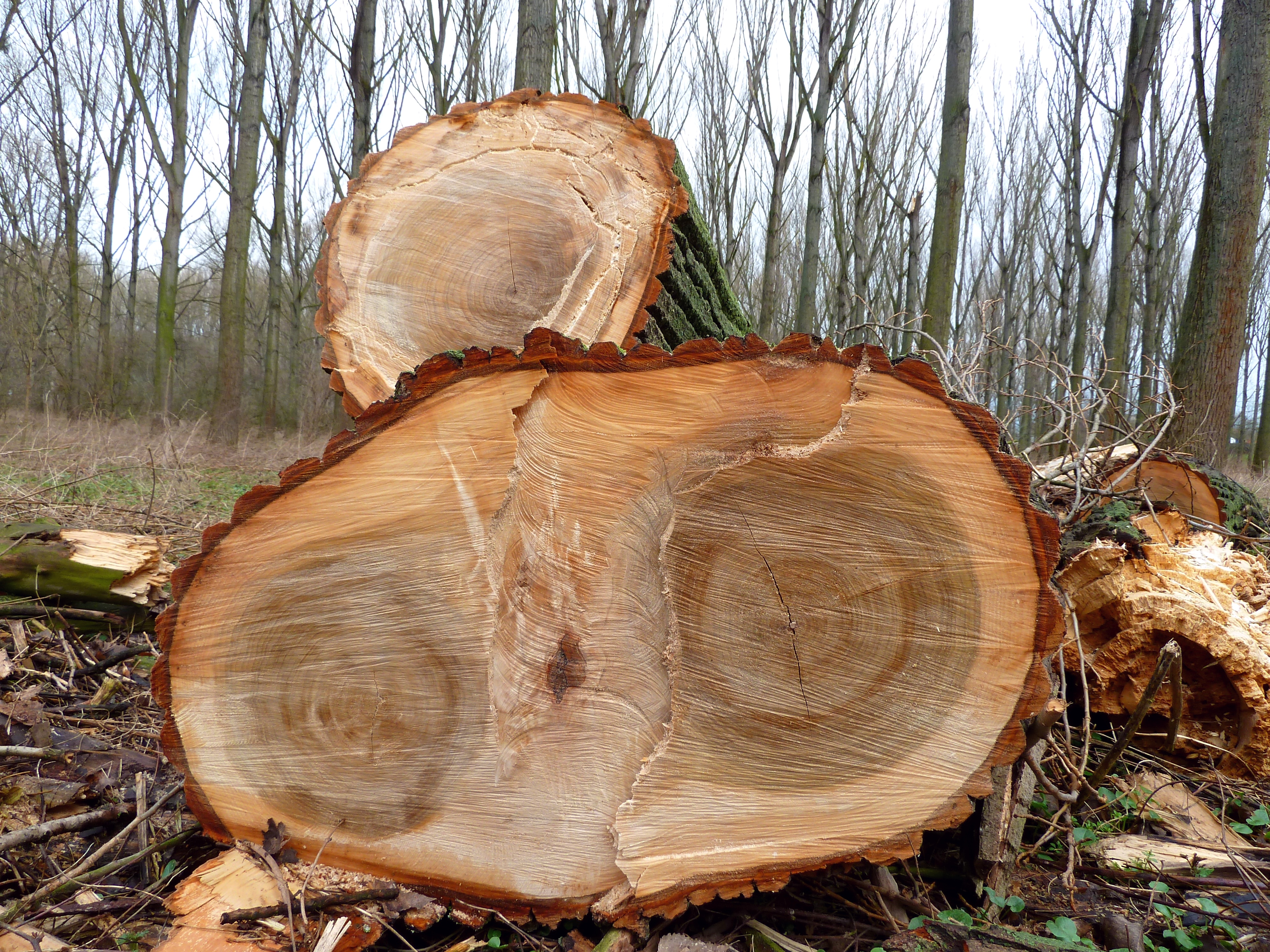 Incidente nella provincia savonese: taglialegna colpito da un albero