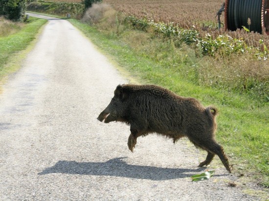 Cinghiale per le strade di Genova, nuove segnalazioni dei cittadini