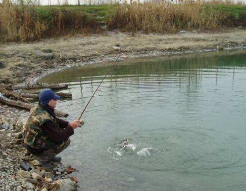 Pesca: la provincia immette 16 quintali di salmone