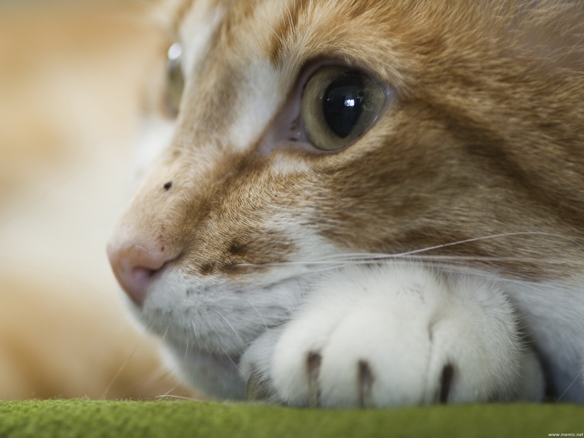 Genova, ladri picchiano e legano i gatti domestici per rubare indisturbati