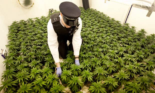 Nel 2014 in Italia aumenta l'uso della cannabis tra gli studenti dai 16 ai 19 anni 