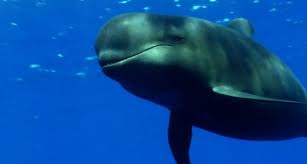 Piccolo cetaceo gioca con i turisti nel porto di Loano