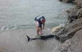 Morto il cucciolo di cetaceo che era entrato in porto mercoledì a Loano