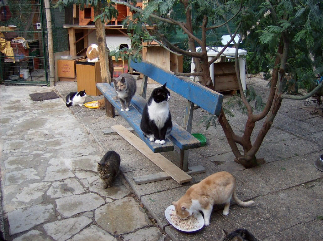 Guerra dei turisti al randagismo, 'gattare' presentano denuncia 