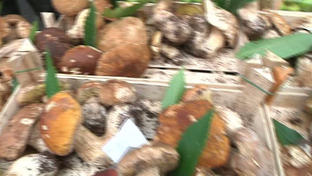 Allarme per odore sospetto da un furgone ma erano funghi