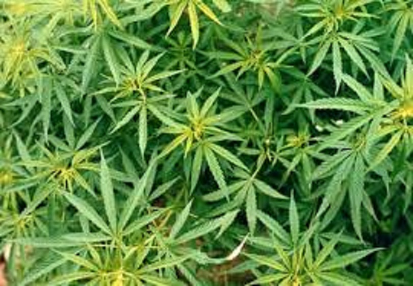 Sequestrato un vivaio di marijuana, arrestata una donna di 54 anni