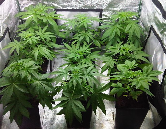 Coltiva marijuana al posto dei fiori, condannato a 6 anni di reclusione