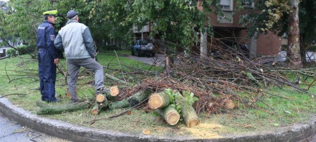 Una pianta schiaccia due uomini che perdono la vita 