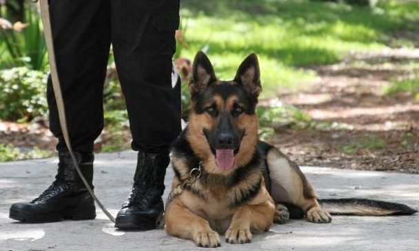 Ingoia 100 ovuli di eroina, scoperto dai cani della Finanza