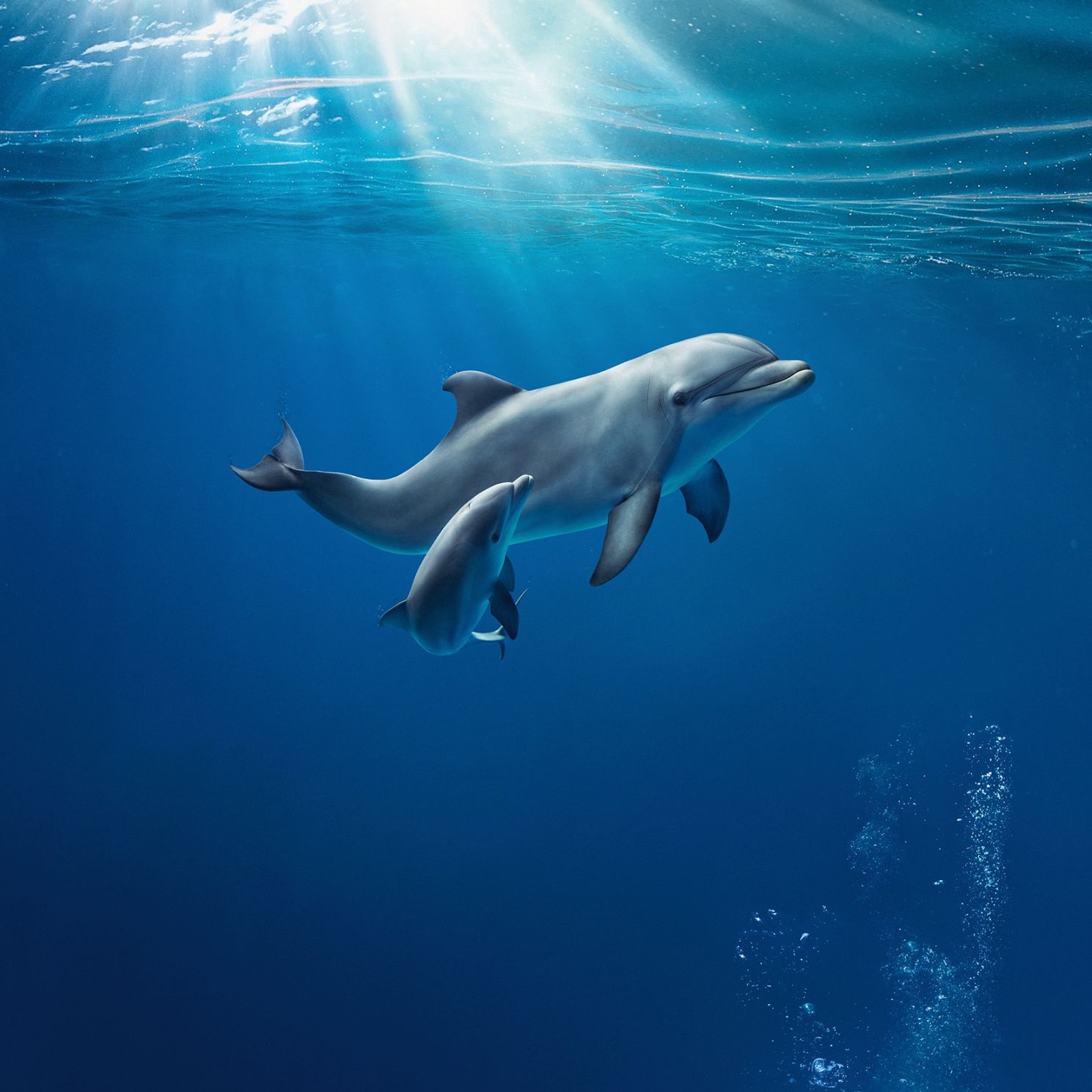 Sabato l'Acquario di Genova battezza Goccia, la cucciola di delfino