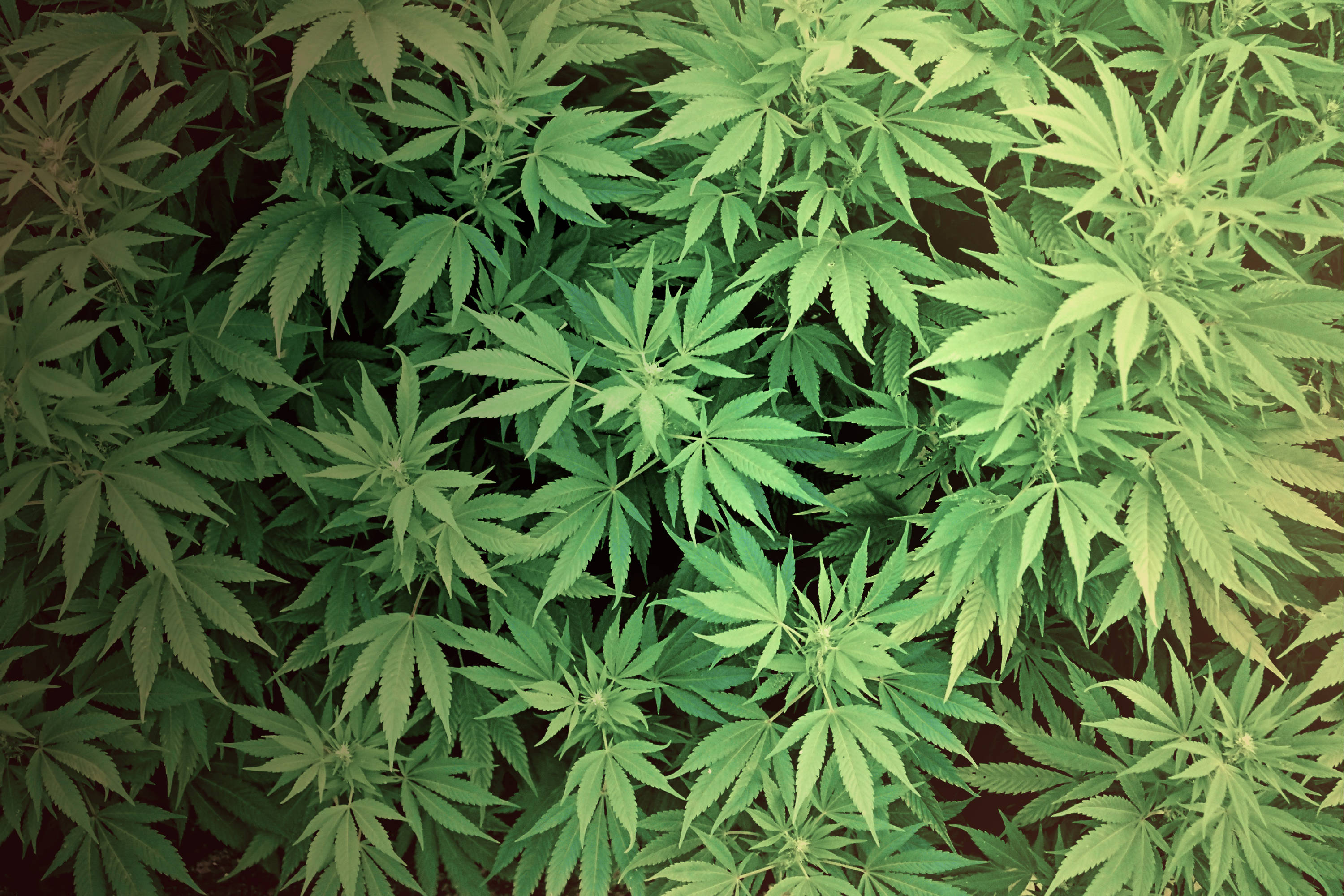 Sequestrati dieci chili di  marijuana dalla polizia di frontiera a Ventimiglia 