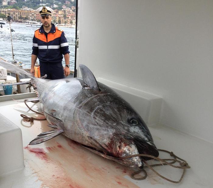 Tonno rosso da 250 kg pescato nel golfo del Tigullio