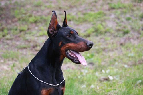 Doberman chiuso in auto per tutta una notte, denunciata la padrona