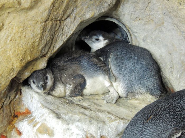 Acquario festeggia la nascita di due gemelli di pinguino