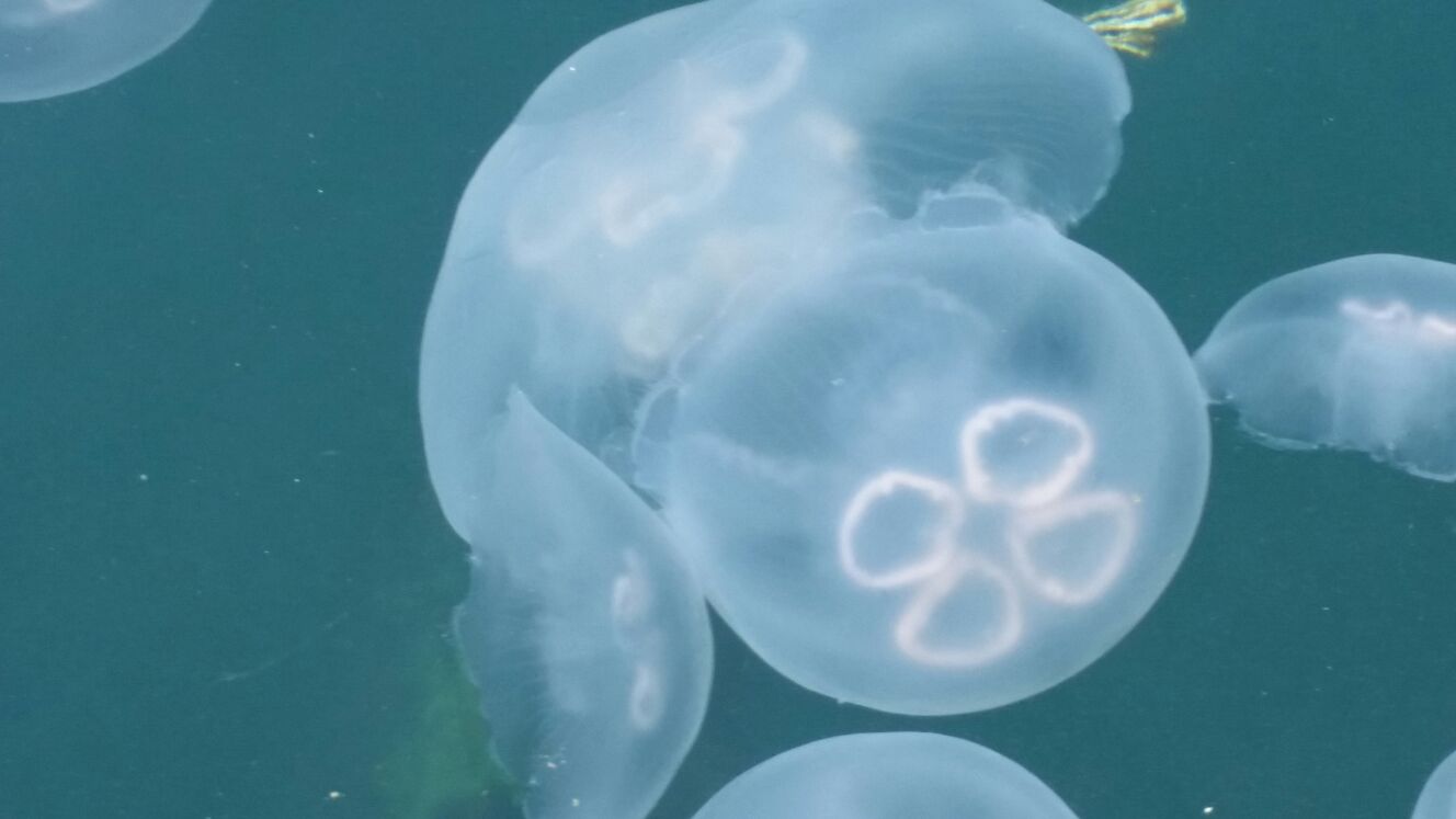 Invasione di meduse nel Golfo dei Poeti