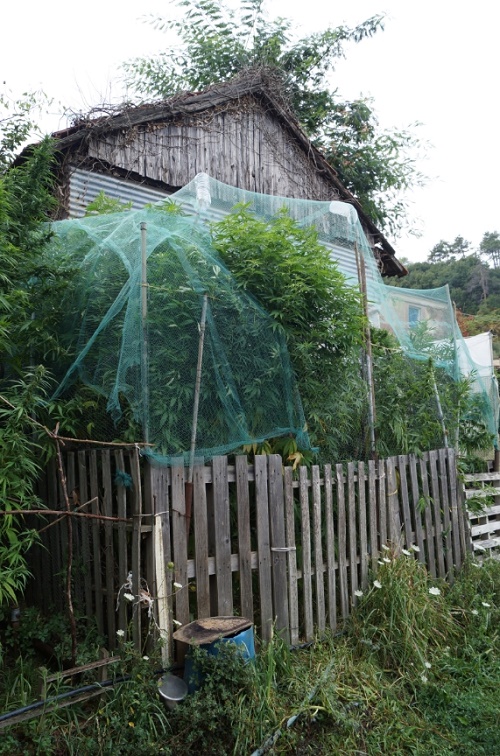 Maxi piantagione di marjuana scoperta sulle alture di Voltri