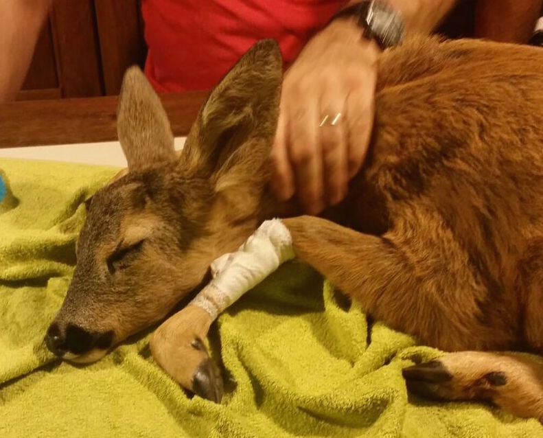 Cucciolo di capriolo ferito in A7 salvato da Polstrada 