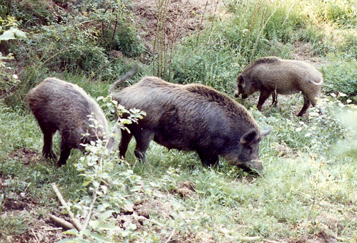 Caccia ai cinghiali anticipata, Piana attacca i 5stelle
