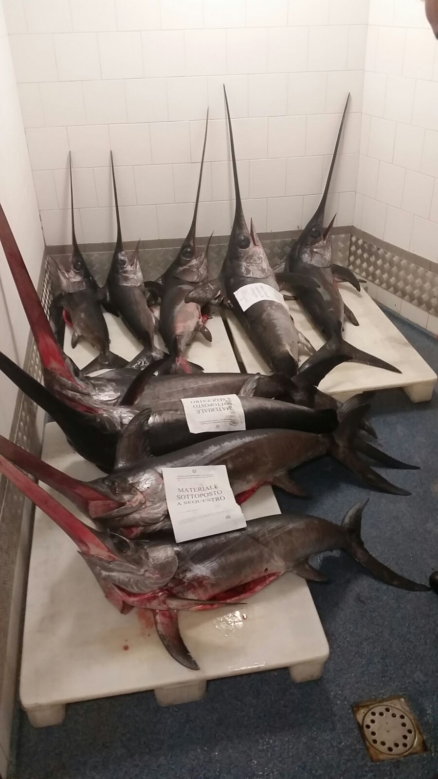 Maxi sequestro di pesce spada nel porto di Oneglia: donati in beneficenza 2 quintali di pesce