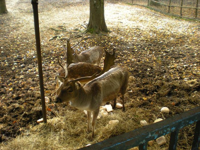 Sanremo, trasferito il primo daino della fattoria di San Romolo
