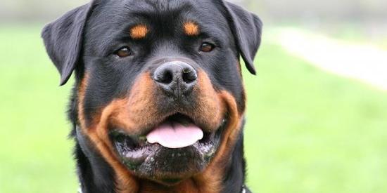  Ruba cane da negozio animali, arrestato 